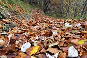 38 Cammino su tappeto di foglie , colorato d'autunno